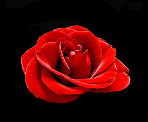 Rosa vermelha 500px